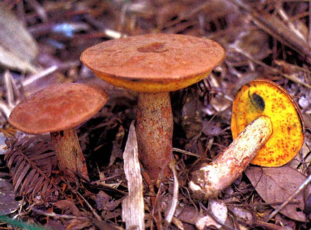 Leccinum subglabripes (Peck) Singer